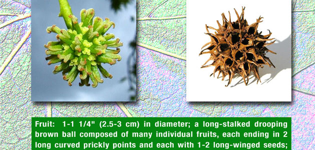 cut out of student field guide page